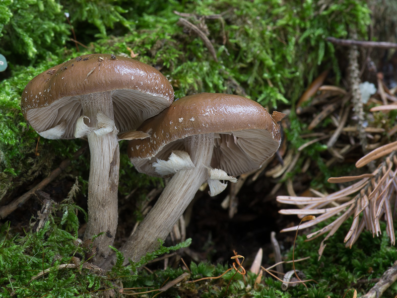 Agrocybe erebia